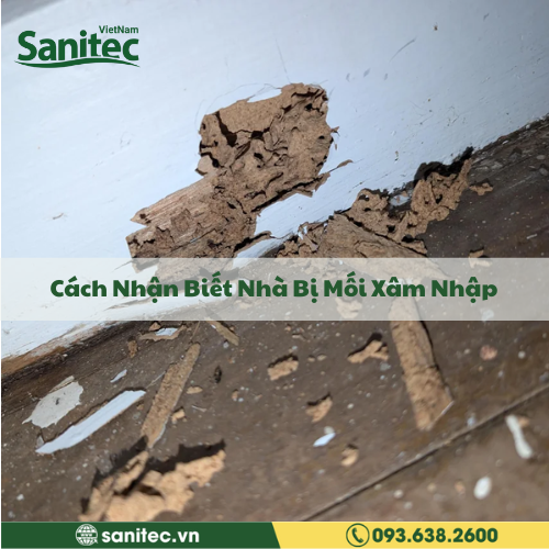 Cách Nhận Biết Nhà Bị Mối Xâm Nhập